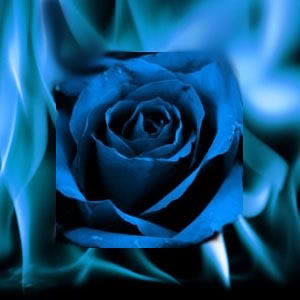 rose