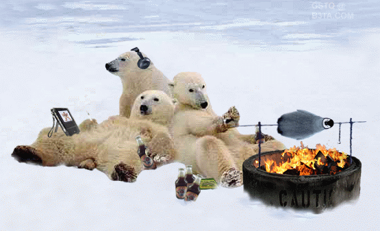 polar bears