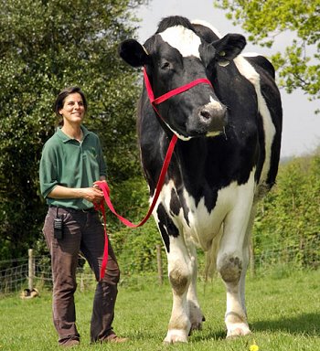 cow