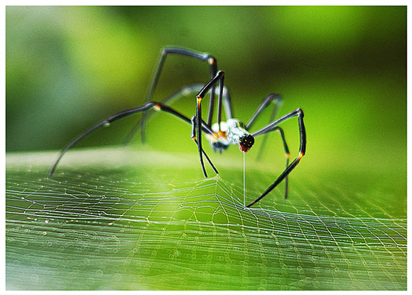 the real web-master