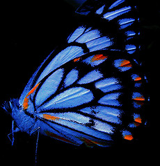 blue